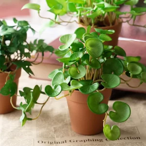 Petite fausse plante