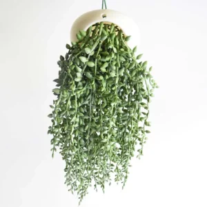 Plante tombante artificielle "Senecio herreianus" (collier de perles)