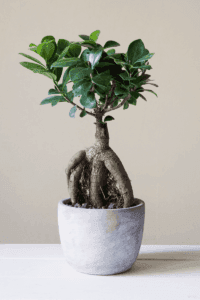 Un bonzaï artificiel ficus